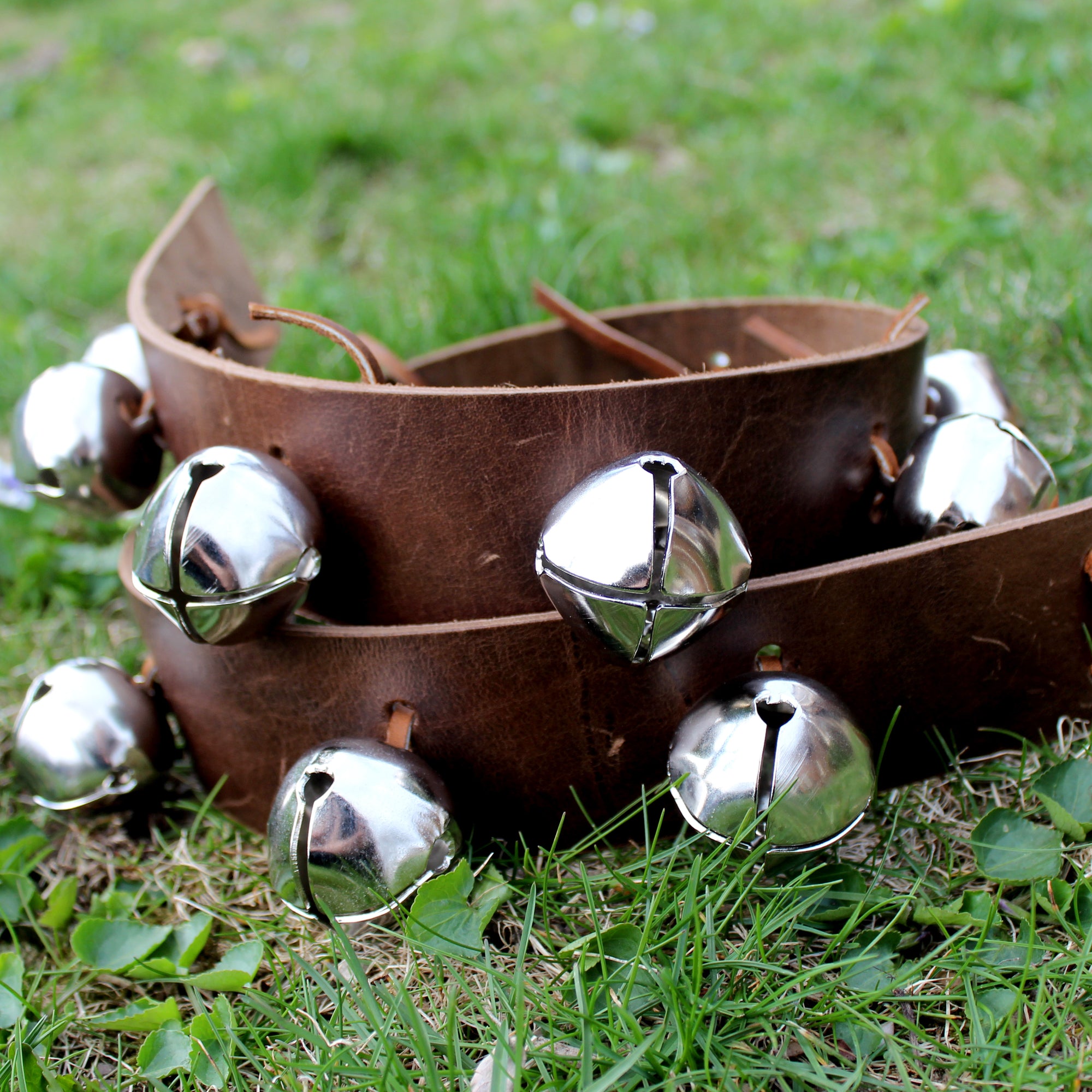 Leather strap with jingle bells coiled on the grass.
